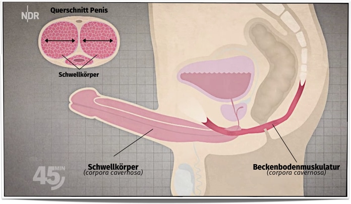 impotenz wie funktioniert eine erektion
