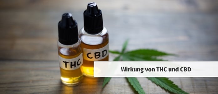 thc cbd endocannabinoid system wirkung